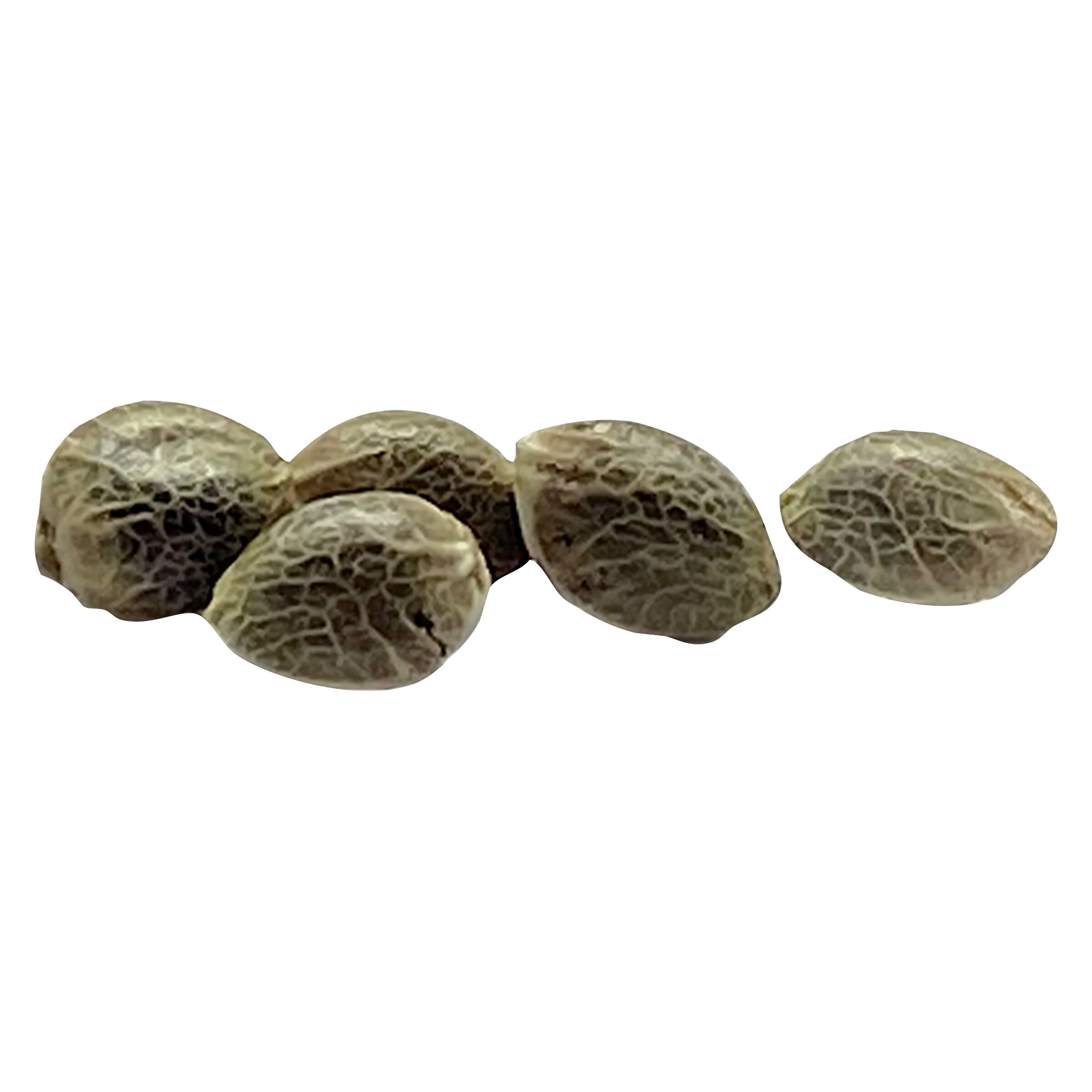 Fog OG Feminized AutoFlower Seeds