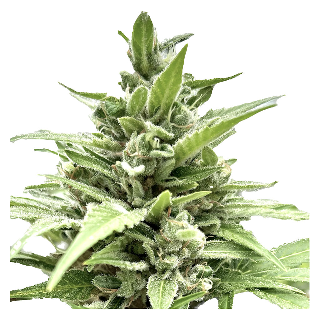 Tangerine Truffle Breath - Feminized Seeds