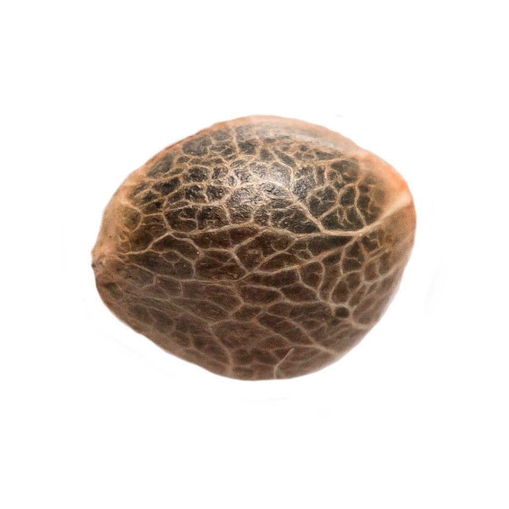 Garlic Cookies Seeds