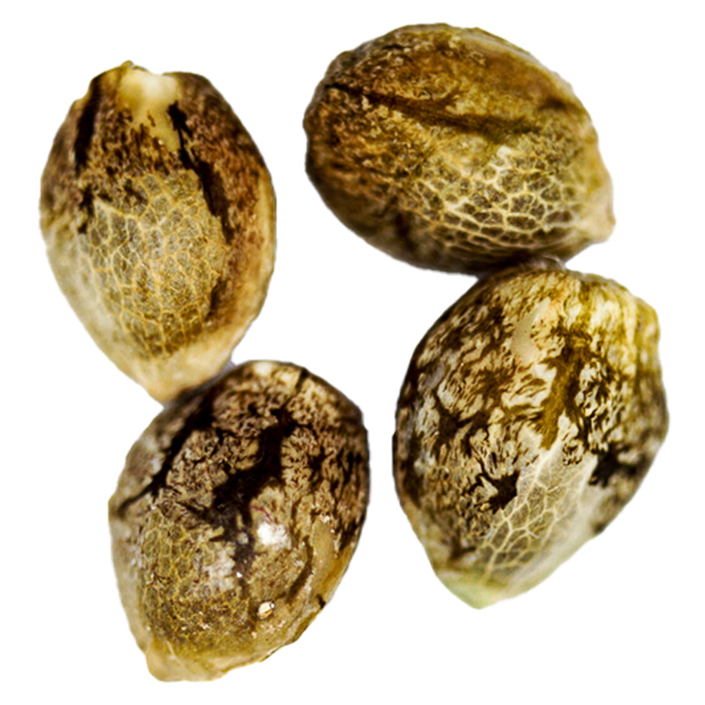 Gorilla Glue Feminized Auto Seeds