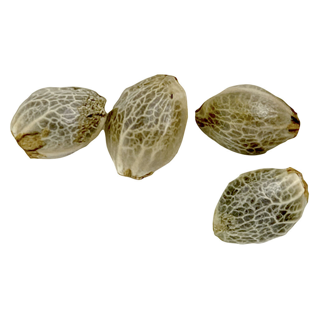 Sugar Diesel Feminized Seeds