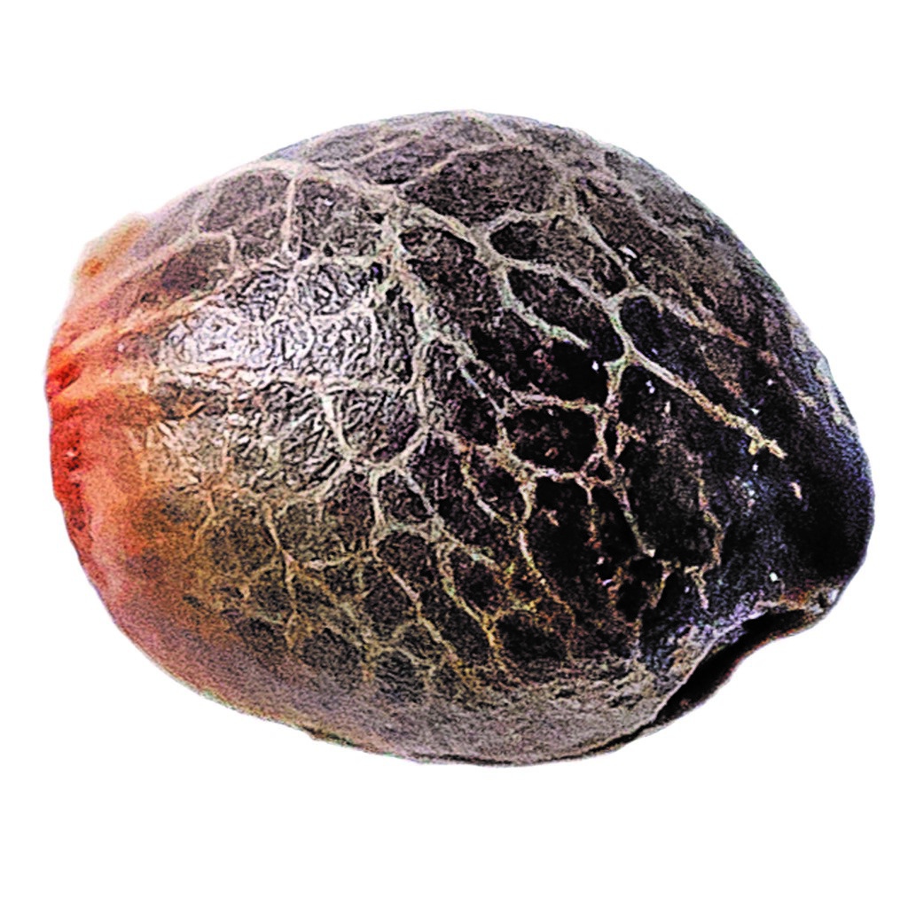 Magic Melon Seeds (Autoflower)