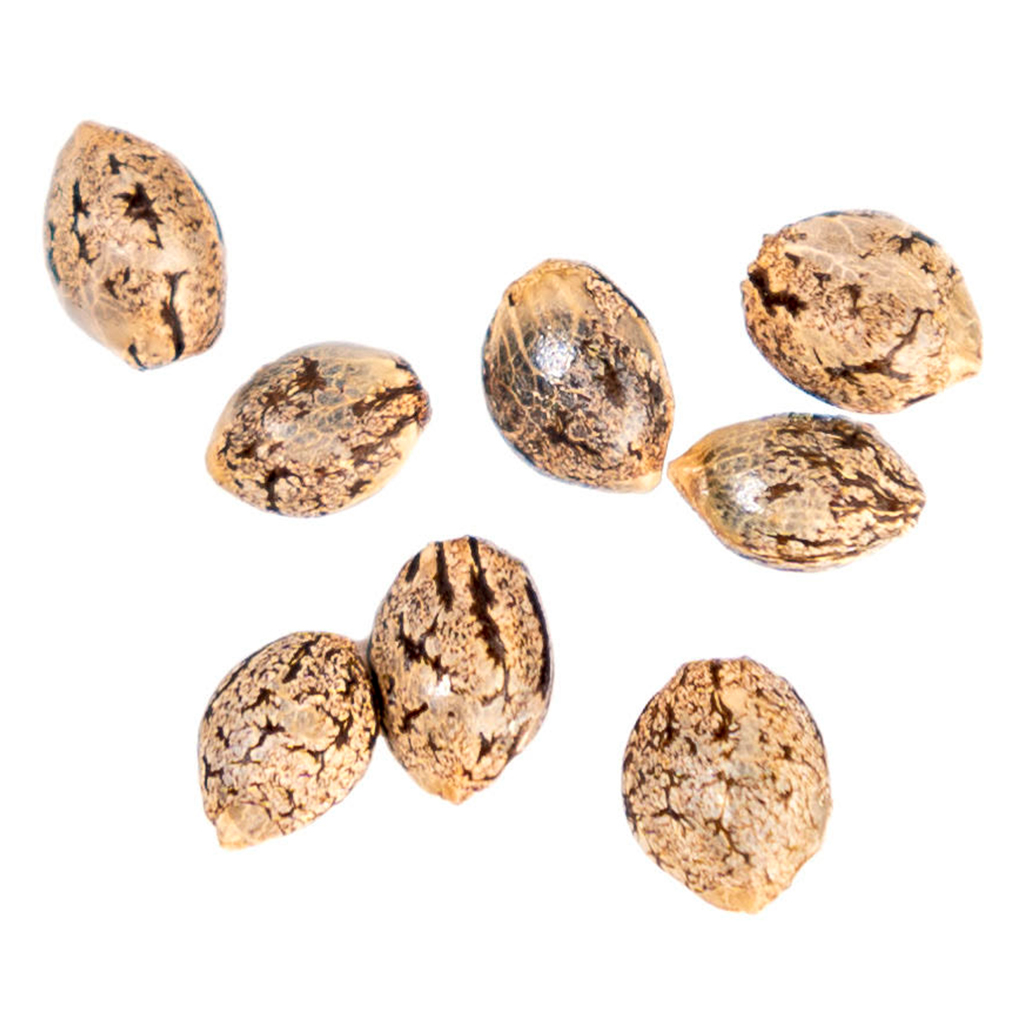Purple Punch Mintz Autoflower Seeds