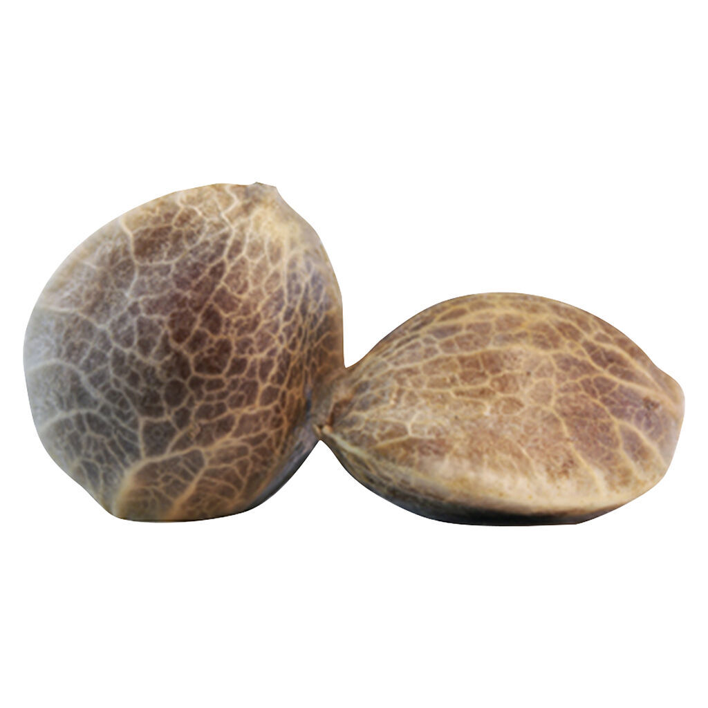 Woosah Select Feminised Seeds