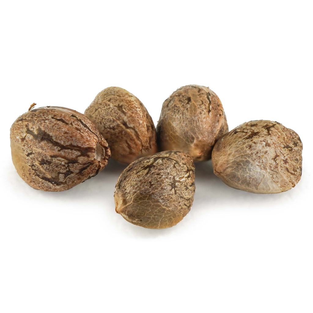 Critical Orange Punch Seeds