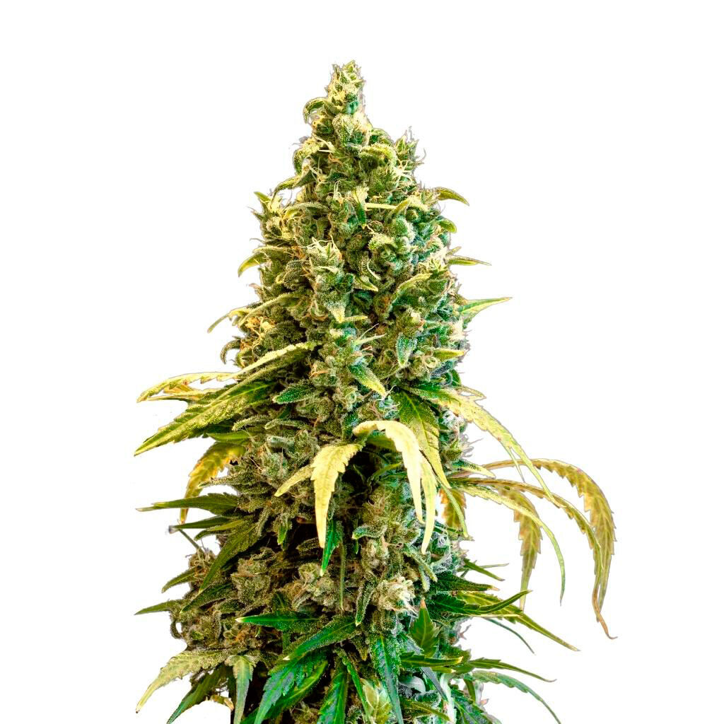 Acapulco Gold Feminized Seeds 2