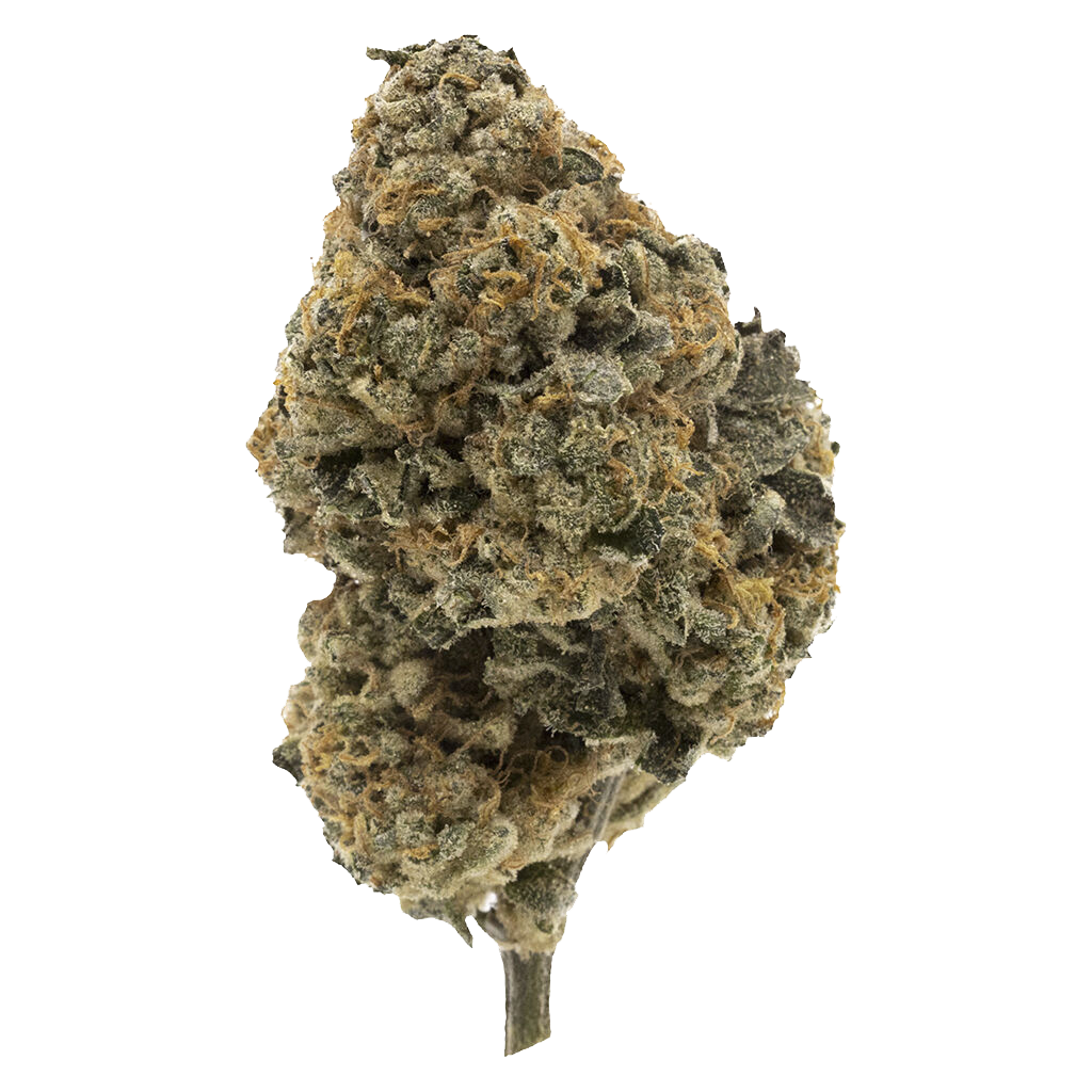 Kandy Cake - Dried Flower