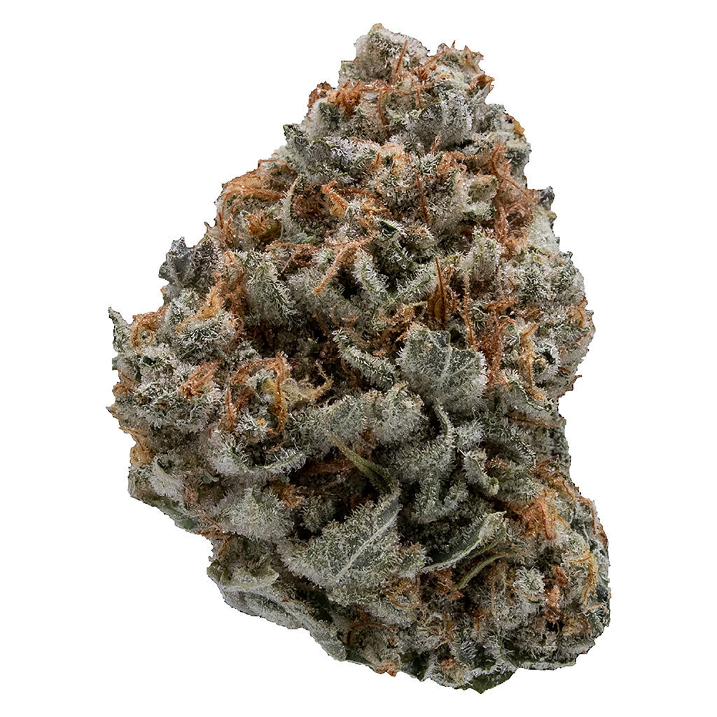 Black Domina 2