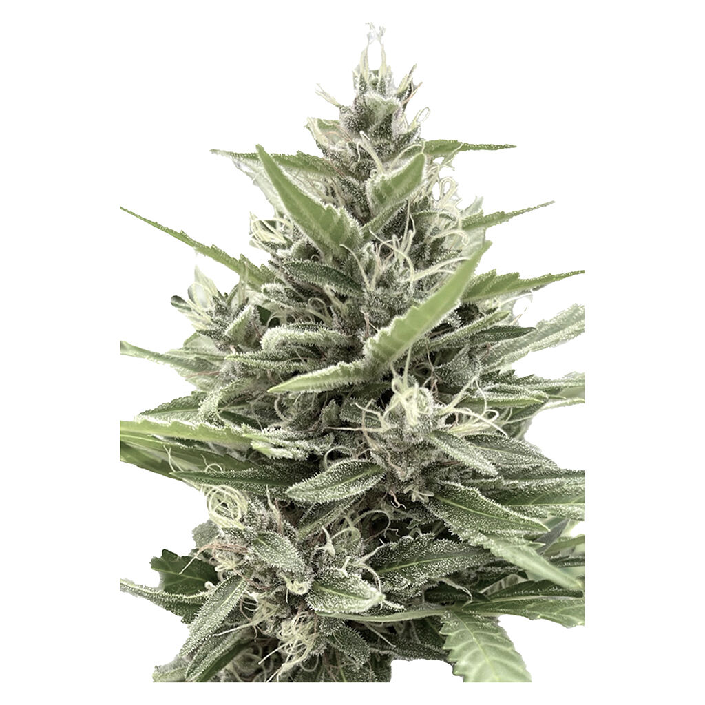 Modified Animal Cookies - Feminized