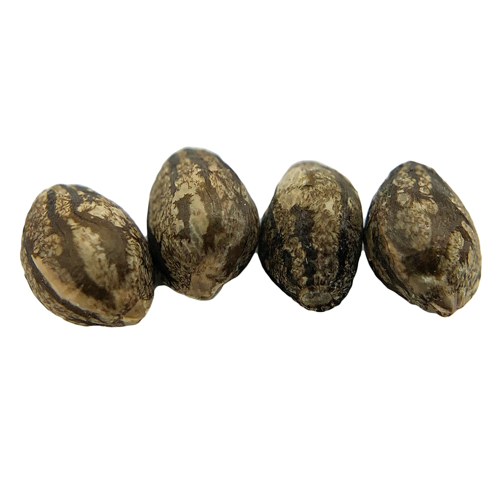 Evere5t Seeds 4pk