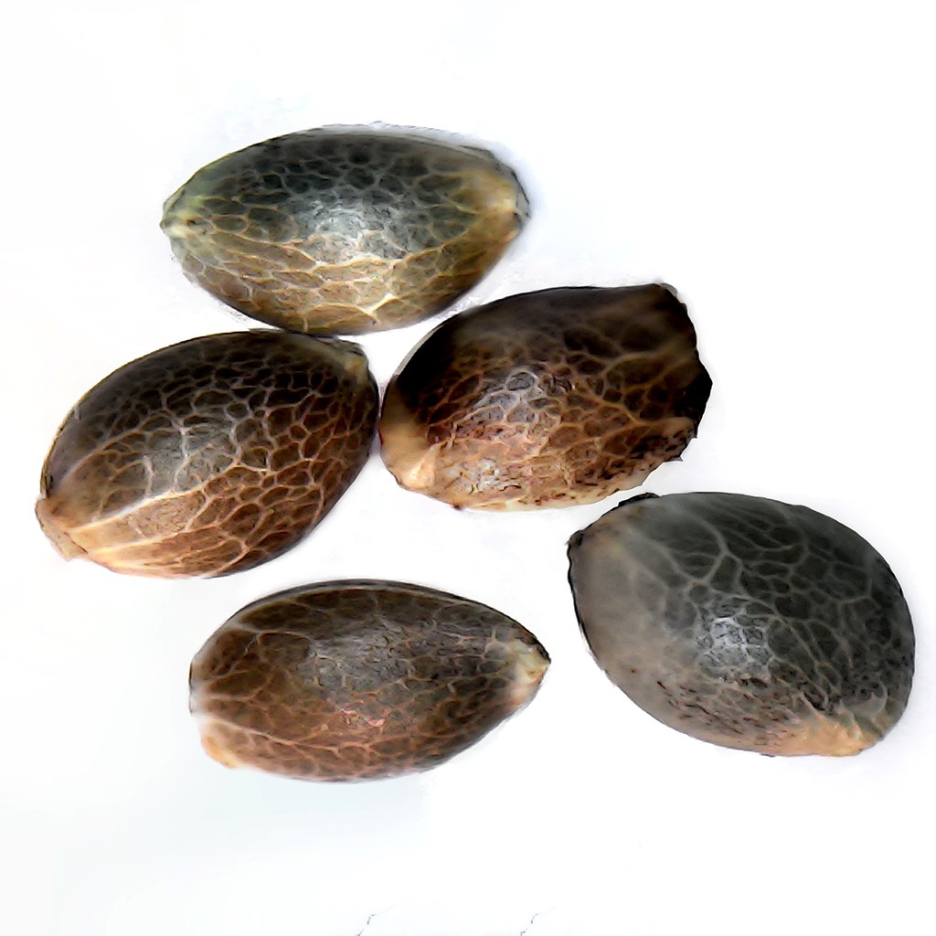 V.Kush 1:1 Seeds