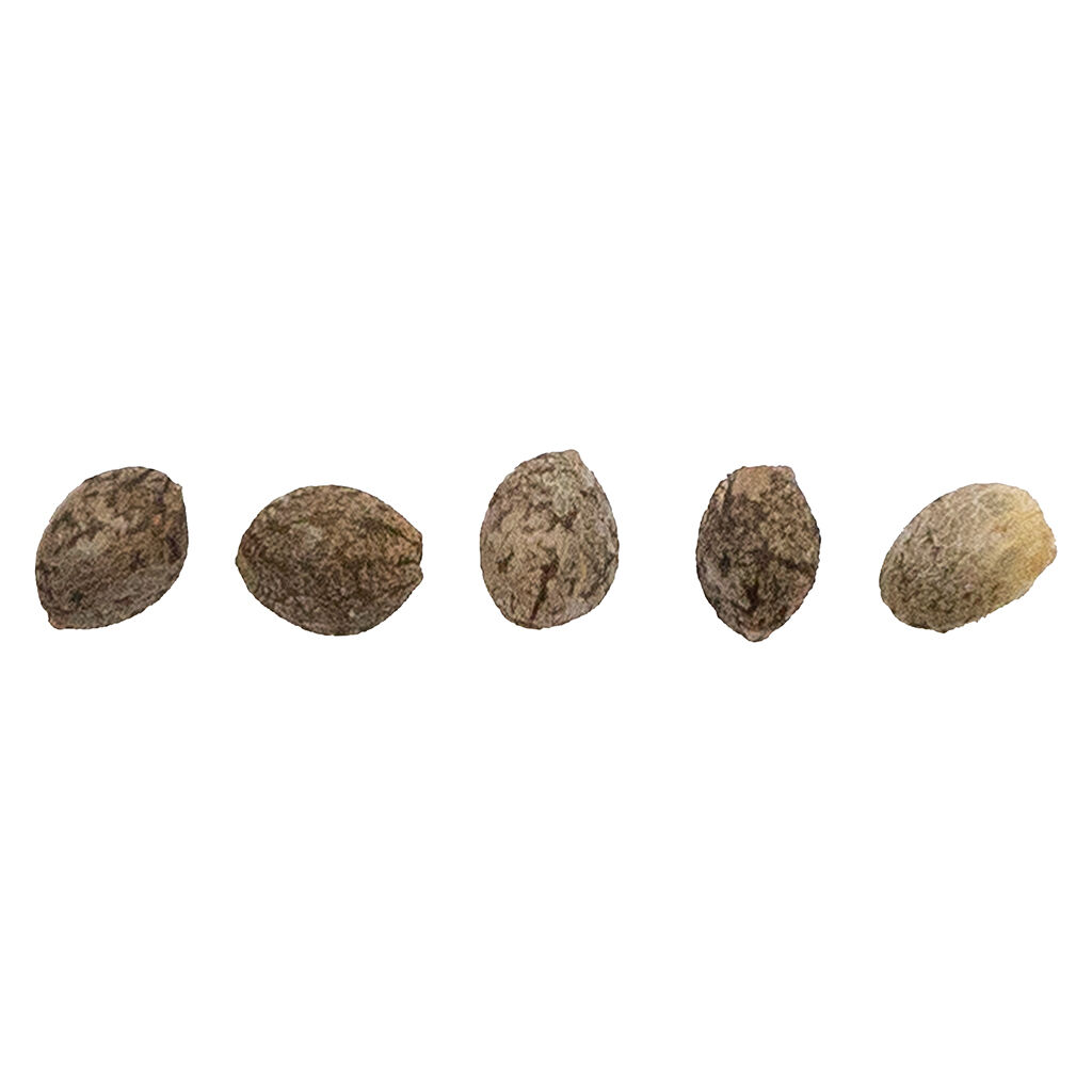 CBD Therapy Starter Seeds (Regular)