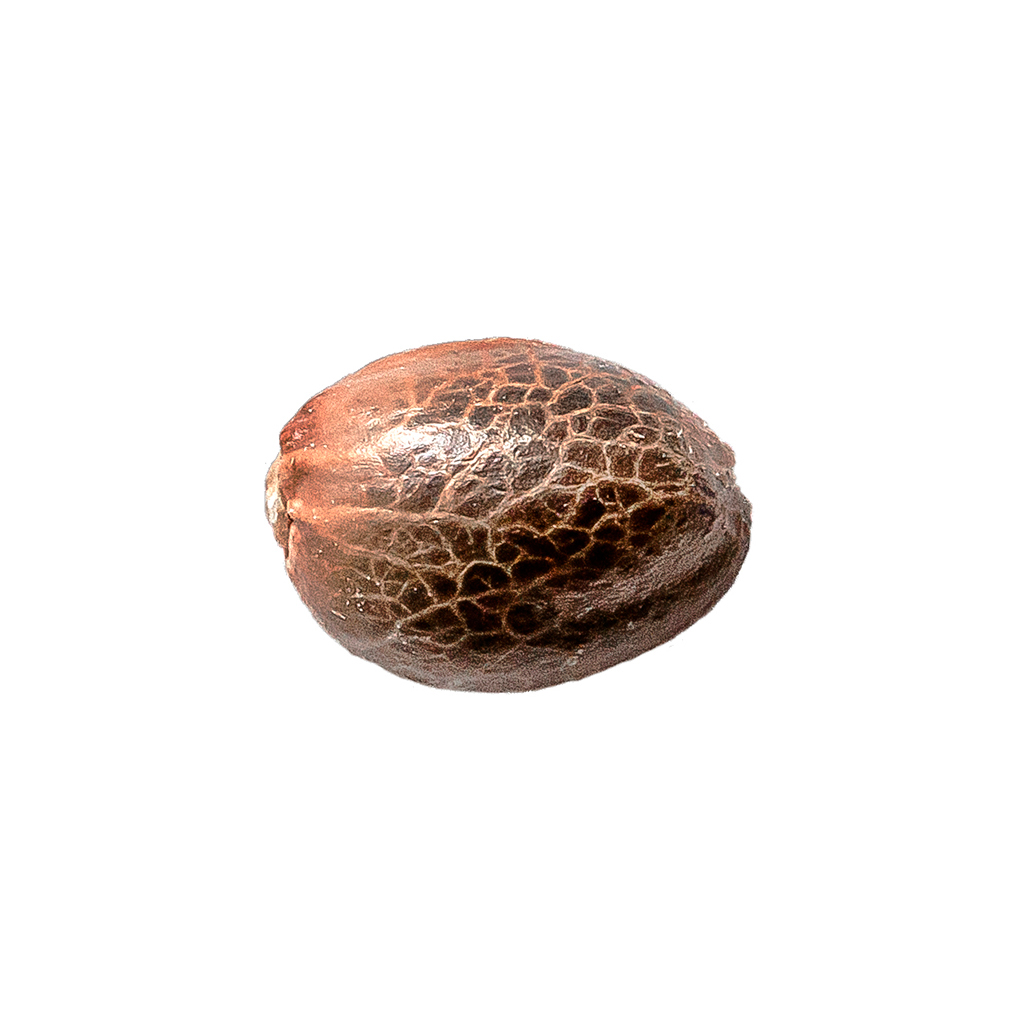 M.A.C Feminized Seeds