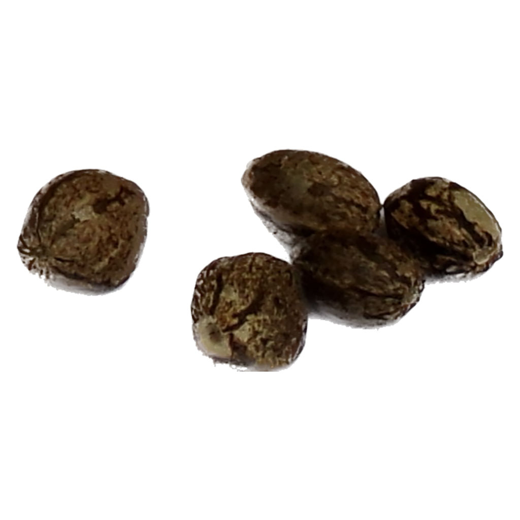 Super Mango Kush THC Auto Seeds Regular