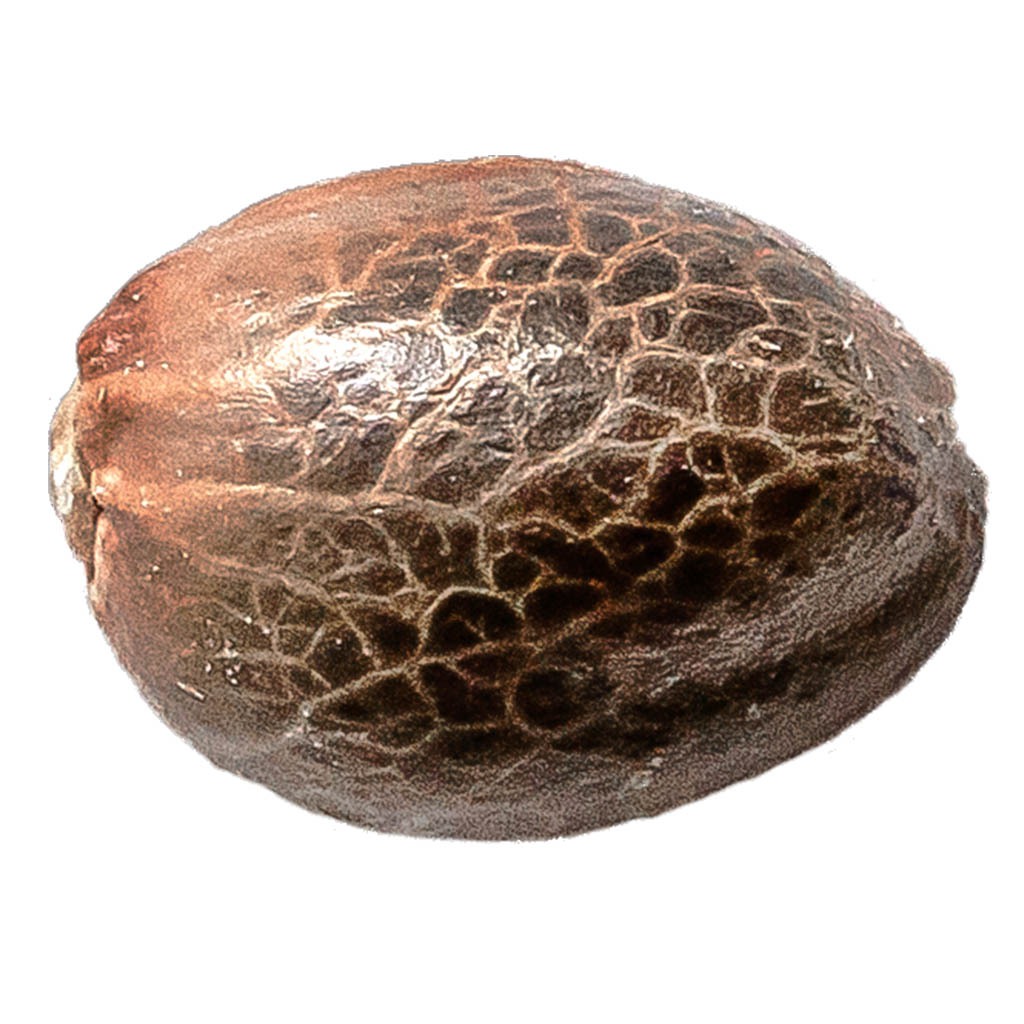 Pink Lemonade Seeds (Feminized)