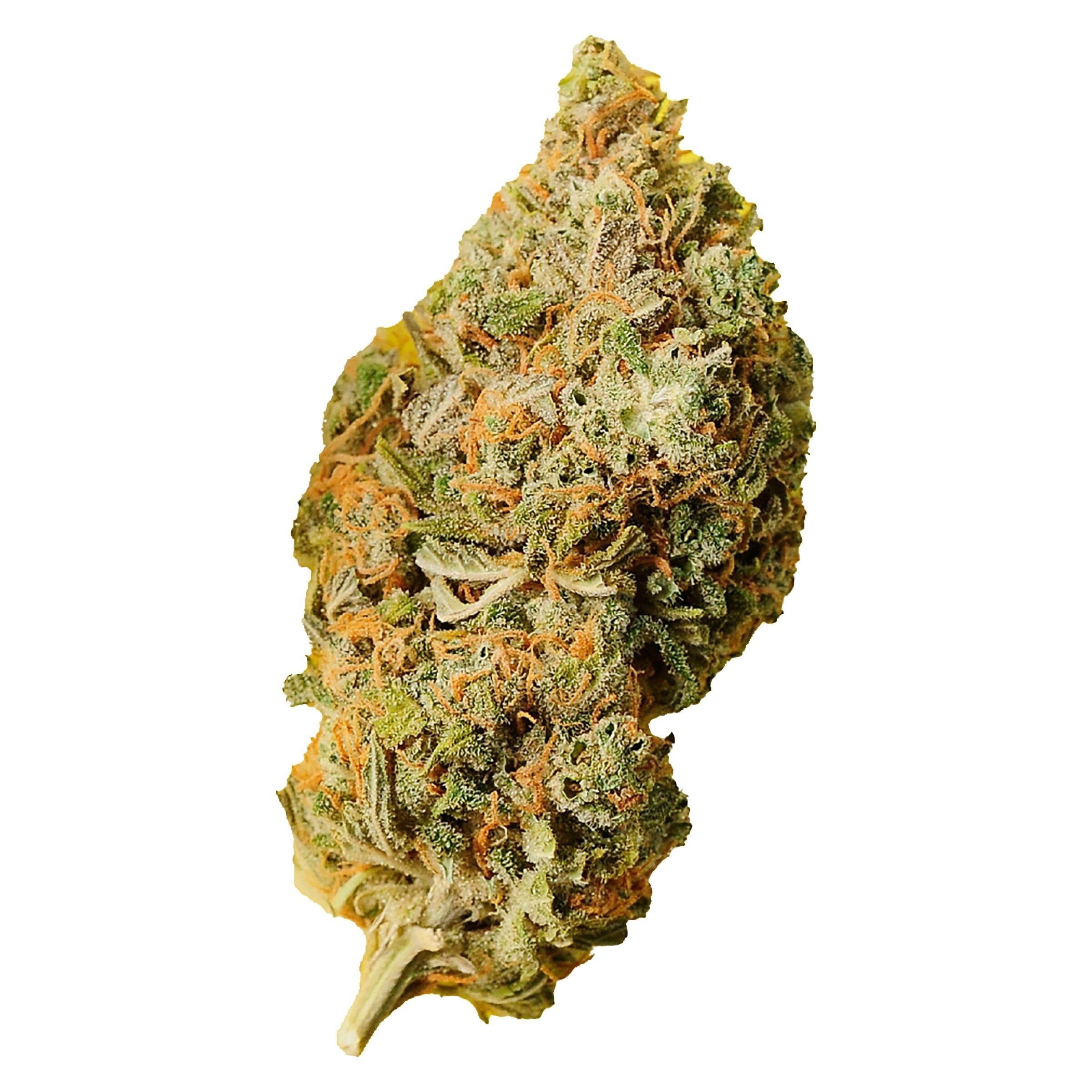 Orange Bud 2