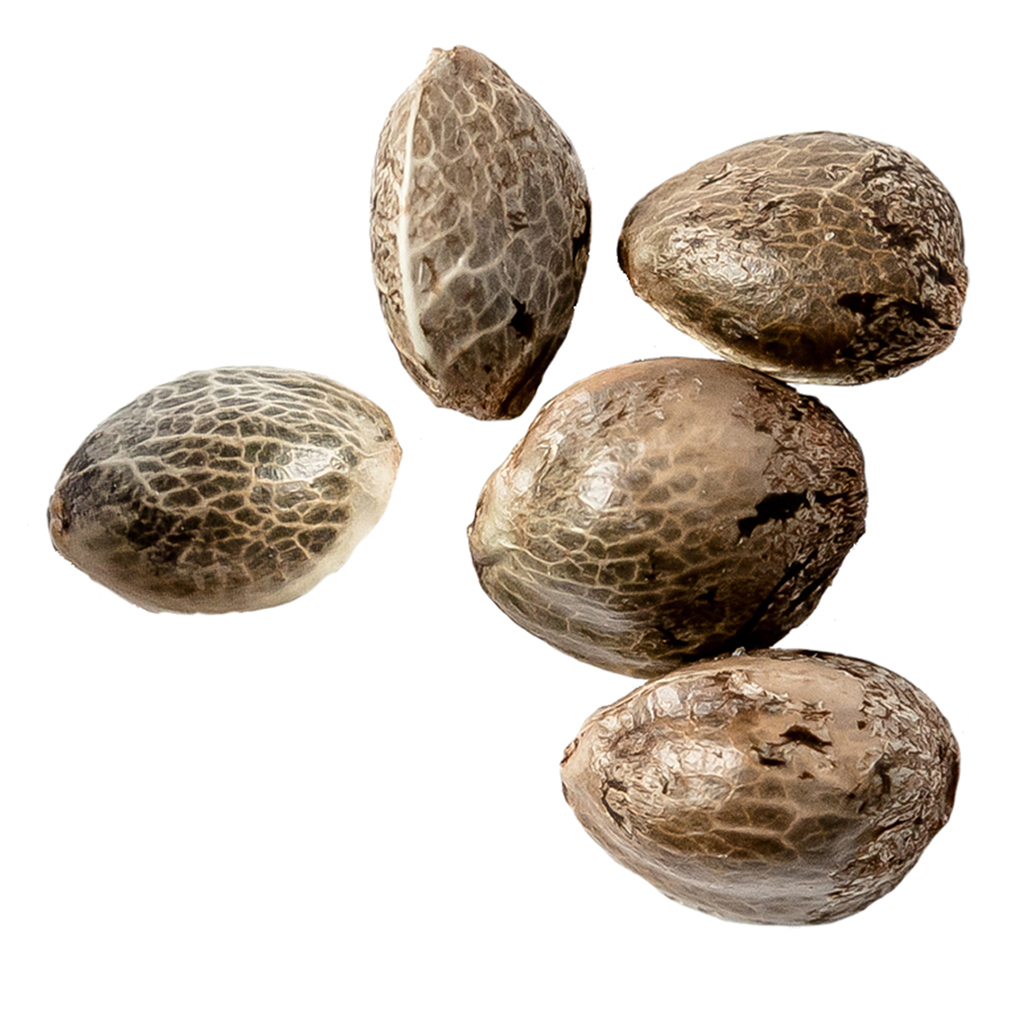 Blue Cheese OG Feminized Seeds
