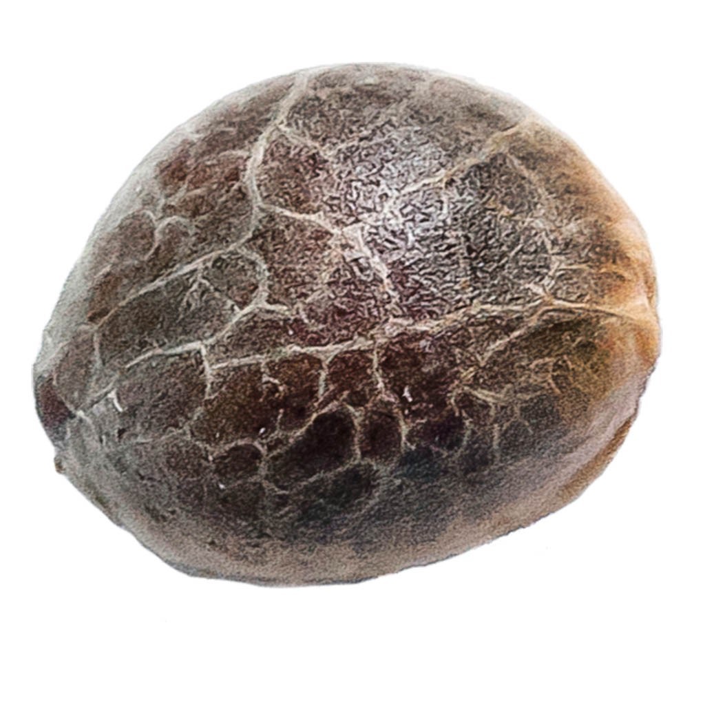 Triple Scoop Seeds (Feminized)