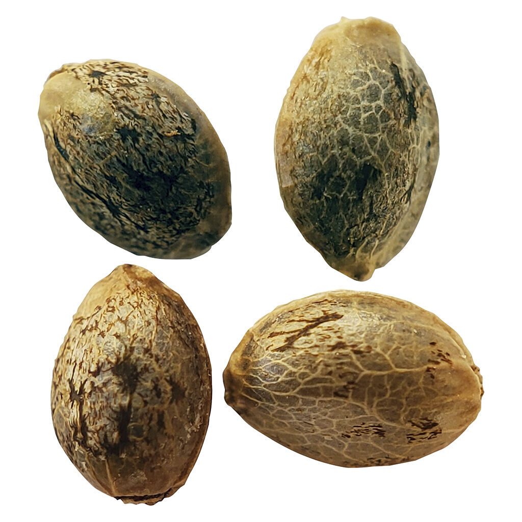 Timewarp Autoflower Feminized Seeds Multi Pack