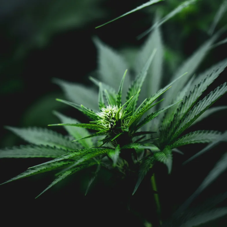 WHAT ARE THE LARGEST CANADIAN CANNABIS BRANDS?